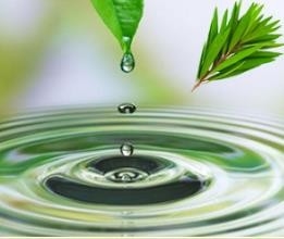 Buy Melaleuca Alternifolia Tea Tree Leaf Water For Clear Balanced Skin 85085-48-9 online manufacture