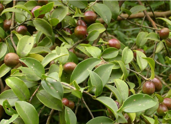 Raws Cosmetic Camellia Seed Oil Moisturizing Calming Ingredients Multi-Functional Camellia
