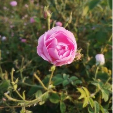 Transparent Rosa Damascena Flower Water Soothing Eye-Safe Moisture