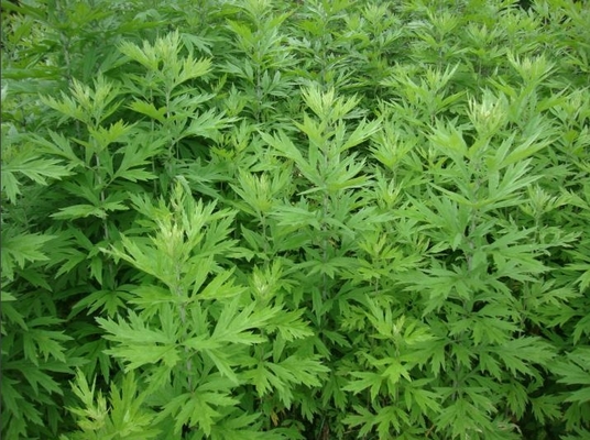 Raws Cosmetic Natural Armoise Essential Oil Artemisia Argyi Leaf Oil For Skincare