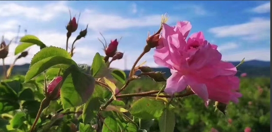 Deep Nourishment Raw Damascus Rose Essential Oil 90106-38-0 8007-01-0